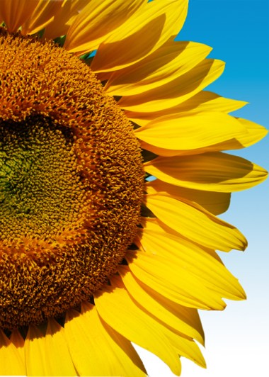 Sunflower, photo taken in Montgomery County, MD