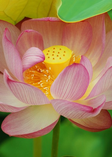 lotus